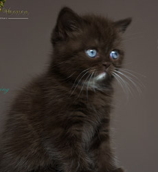 kitten fotos Irish Blessing