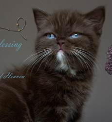 kitten fotos Irish Blessing