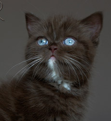 kitten fotos Irish Blessing