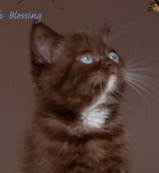 kitten fotos Irish Blessing