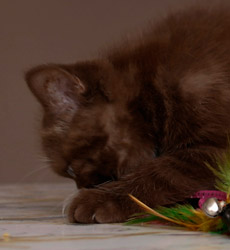 kitten fotos Irish Blessing