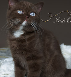 kitten fotos Irish Blessing