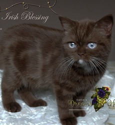 kitten fotos Irish Blessing
