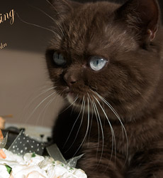 kitten fotos Irish Blessing