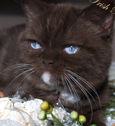 kitten fotos Irish Blessing