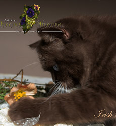 kitten fotos Irish Blessing