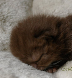 kitten fotos Irish Blessing