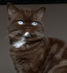 kitten fotos Irish Blessing