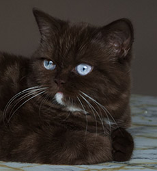 kitten fotos Irish Blessing