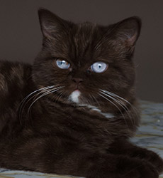 kitten fotos Irish Blessing