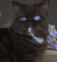 kitten fotos Irish Blessing