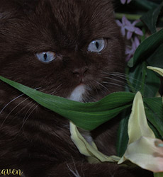 kitten fotos Irish Blessing