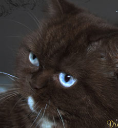 kitten fotos Irish Blessing