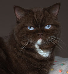 kitten fotos Irish Blessing