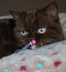 kitten fotos Irish Blessing