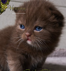 kitten fotos Irish Blessing