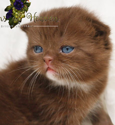 kitten fotos Irish Blessing