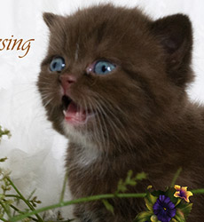 kitten fotos Irish Blessing