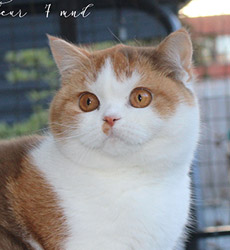 Mon Fleur