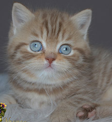 kitten fotos Queen Bee