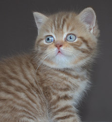 kitten fotos Queen Bee