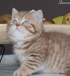 kitten fotos Queen Bee