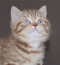 kitten fotos Queen Bee