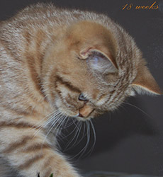 kitten fotos Queen Bee