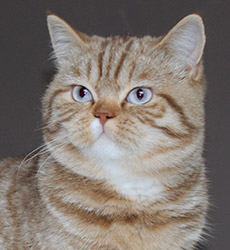 kitten fotos Queen Bee