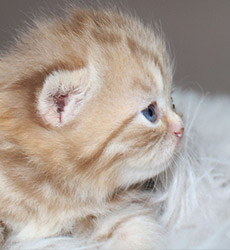 kitten fotos Queen Bee