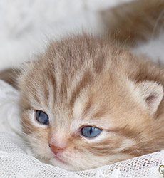 kitten fotos Queen Bee