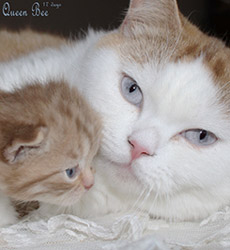 kitten fotos Queen Bee
