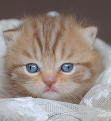 kitten fotos Queen Bee