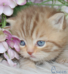 kitten fotos Queen Bee