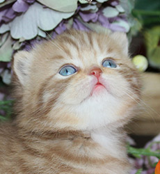 kitten fotos Queen Bee