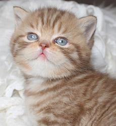 kitten fotos Queen Bee