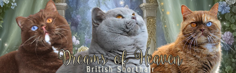 banner dreams of Heaven