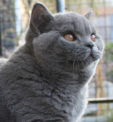 Blue Kater Mr. Jones