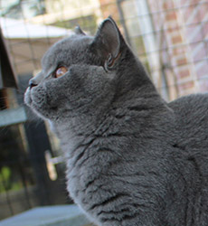 Blue Kater Mr. Jones