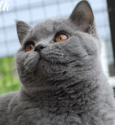 Blue Kater Mr. Jones