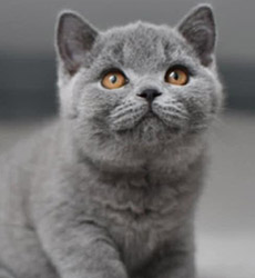 Blue Kater Mr. Jones