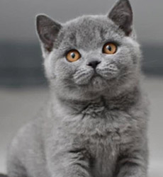 Blue Kater Mr. Jones