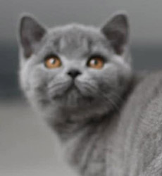 Blue Kater Mr. Jones