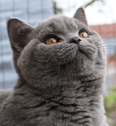 Blue Kater Mr. Jones