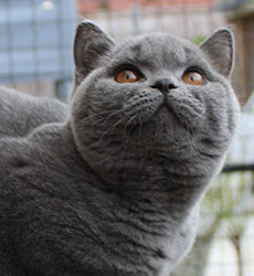 Blue Kater Mr. Jones