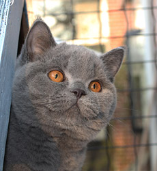 Blue Kater Mr. Jones