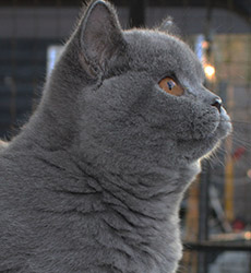 Blue Kater Mr. Jones