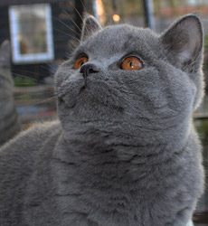 Blue Kater Mr. Jones