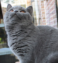 Blue Kater Mr. Jones